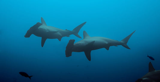 Los 7 animales más icónicos de Costa Rica