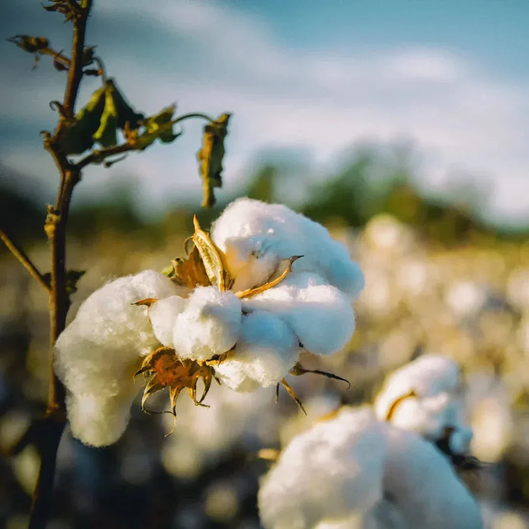 Benefits of Organic Cotton - NAMUBAK