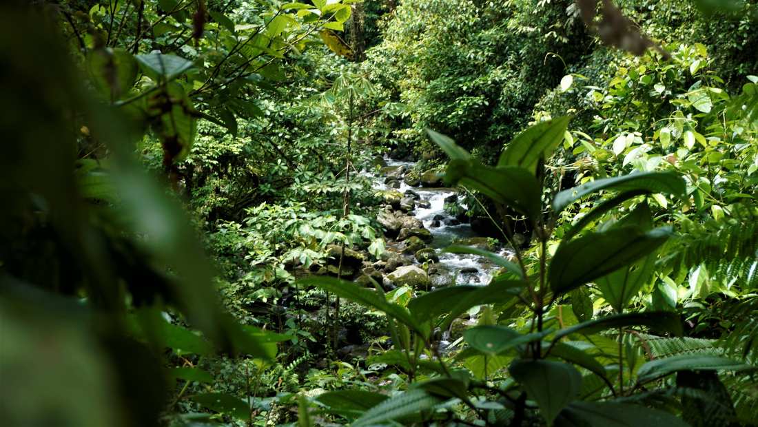Braulio Carrillo National Park - NAMUBAK