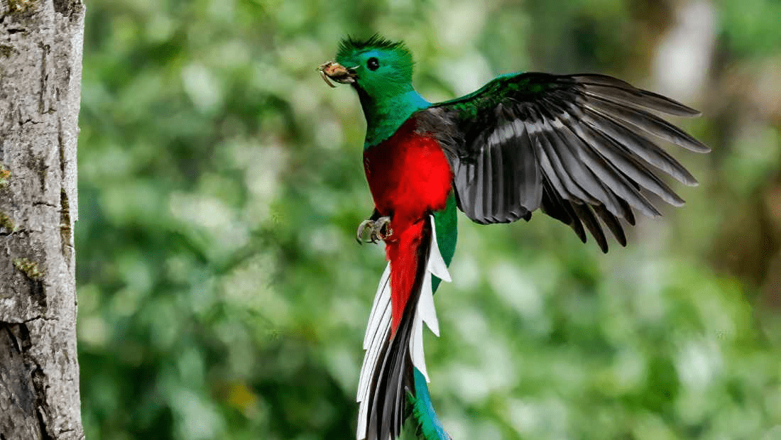 Los Quetzales National Park: A Bird Paradise - NAMUBAK