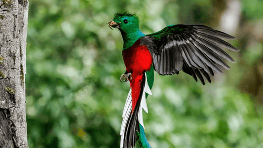 Los Quetzales National Park: A Bird Paradise - NAMUBAK