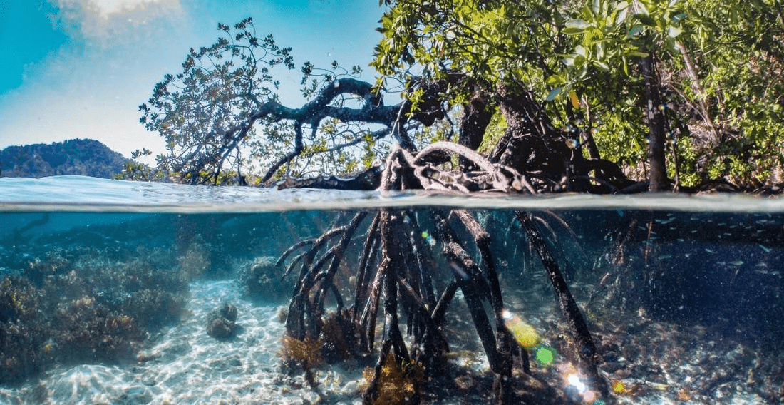 Mangroves of Costa Rica: Biodiversity and Protection - NAMUBAK