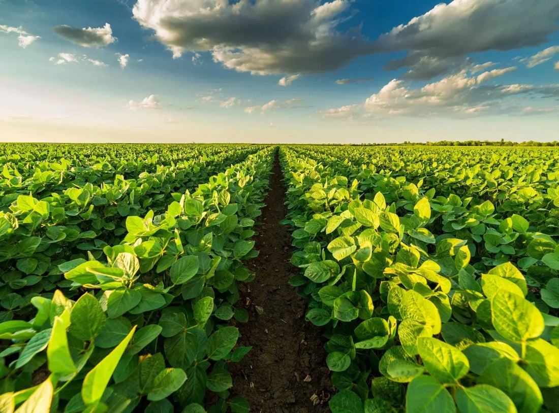Monoculture in Costa Rica: Impact on Biodiversity and Sustainable Alternatives - NAMUBAK