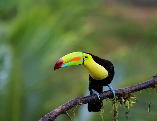 National Symbols of Costa Rica - NAMUBAK
