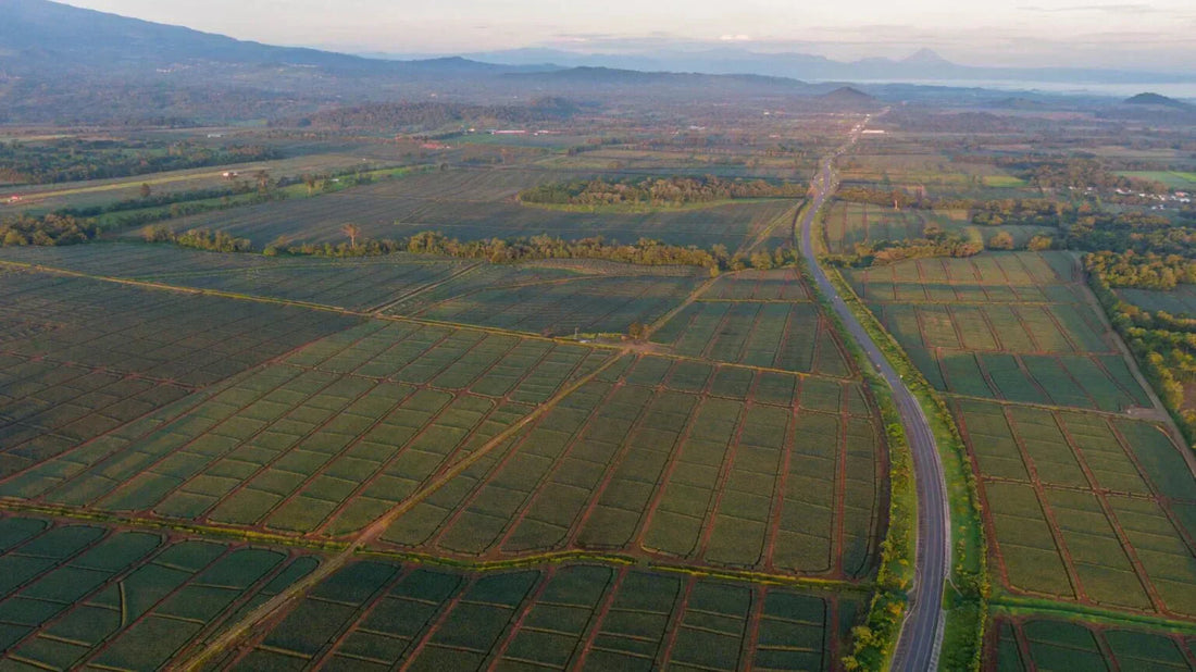 Plantaciones de Piña en Costa Rica: Impactos Ambientales, Sociales y Económicos - NAMUBAK