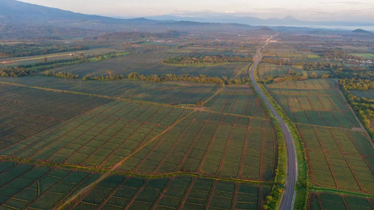 Plantaciones de Piña en Costa Rica: Impactos Ambientales, Sociales y Económicos - NAMUBAK
