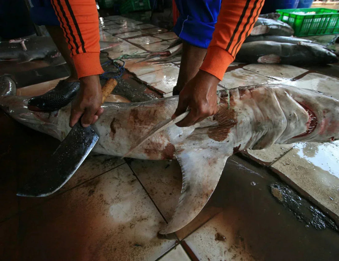 Sharks in Costa Rica: Their Importance and Conservation Challenges - NAMUBAK