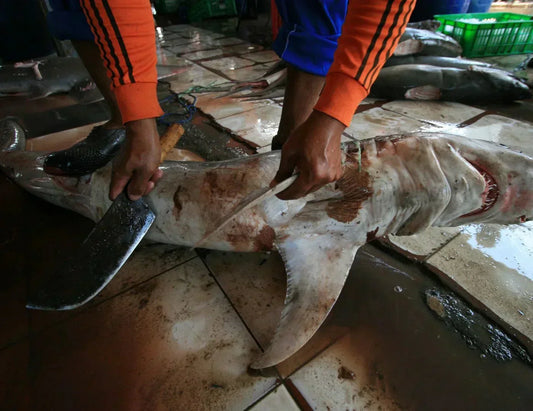 Sharks in Costa Rica: Their Importance and Conservation Challenges - NAMUBAK