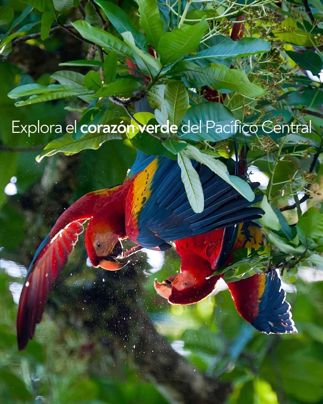 Experiencia Parque Nacional Carara