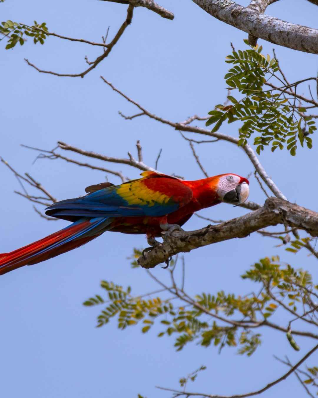 Experiencia Parque Nacional Carara