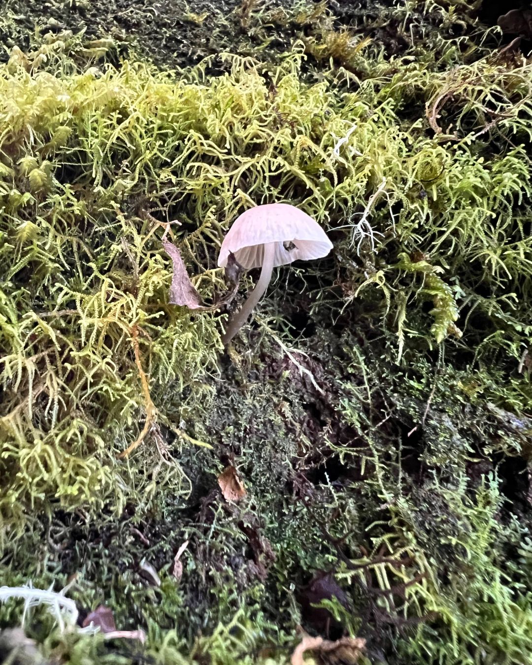 Experiencia al Parque Nacional Chirripó