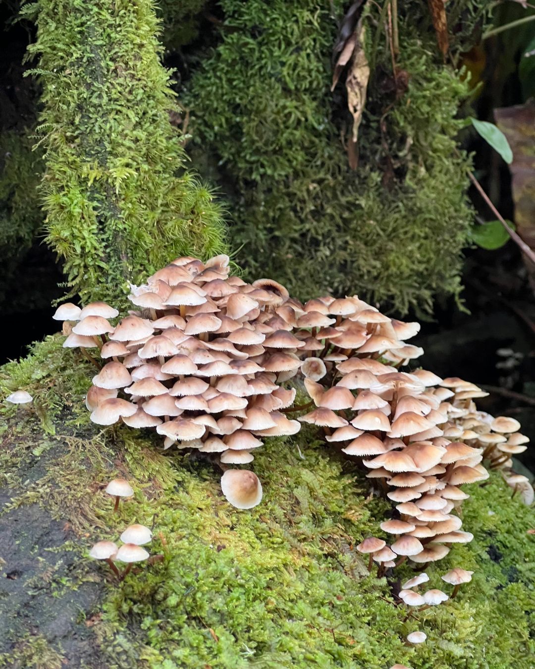 Experiencia al Parque Nacional Chirripó