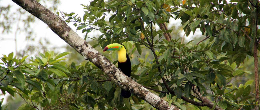 Descubre Las 6 Especies de Tucanes en Costa Rica
