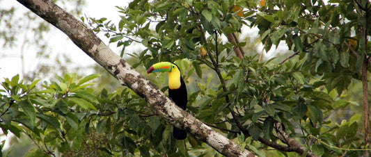 Descubre Las 6 Especies de Tucanes en Costa Rica