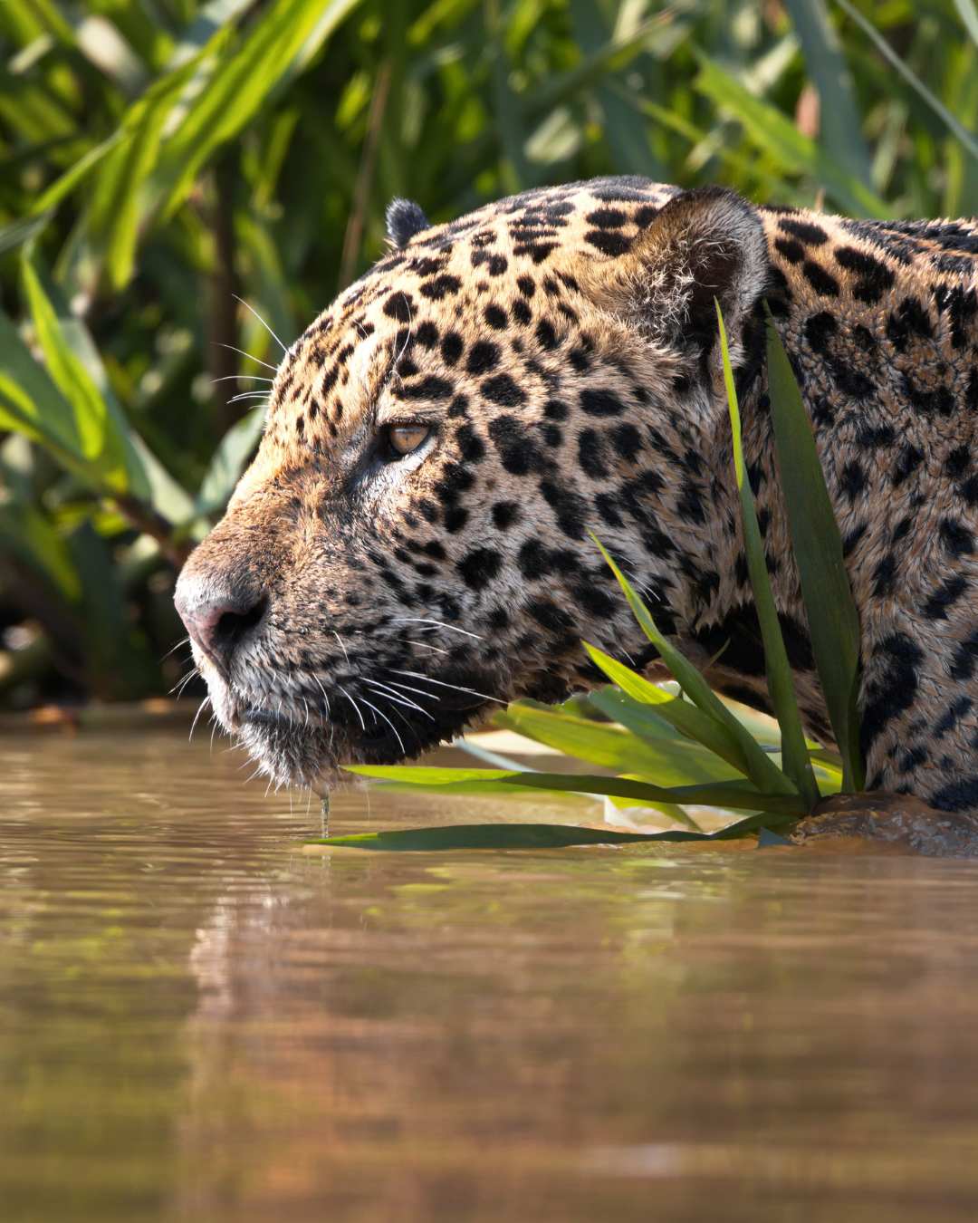 Foto de un Jaguar en Costa Rica en el agua, mirando a horizonte para cazar.