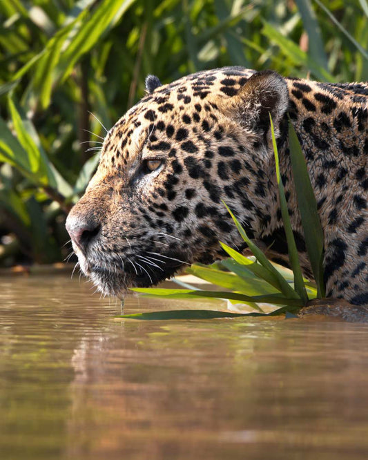 Foto de un Jaguar en Costa Rica en el agua, mirando a horizonte para cazar.