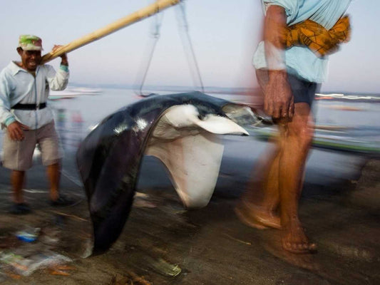 Las Branquias de Mantarraya: Un Negocio Oscuro