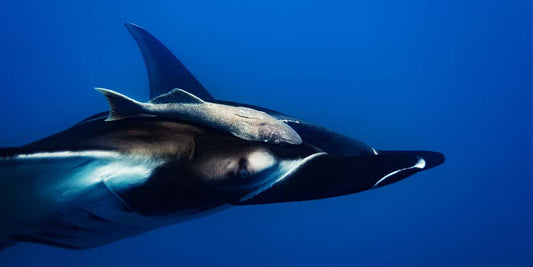 Manta Oceánica Gigante: Mobula Birostris