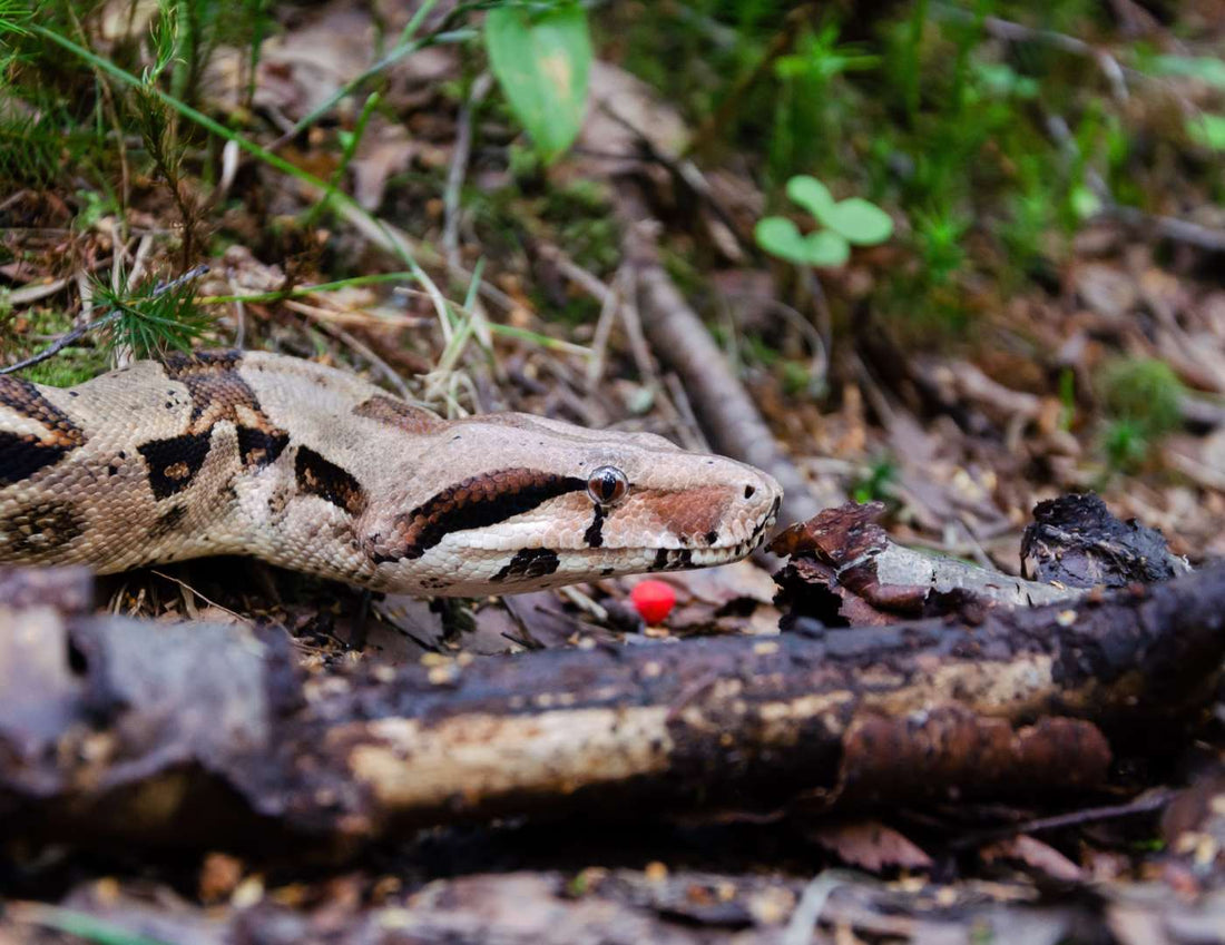 Boas de Costa Rica: Especies, hábitats y curiosidades