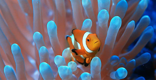 Coral Reefs - NAMUBAK
