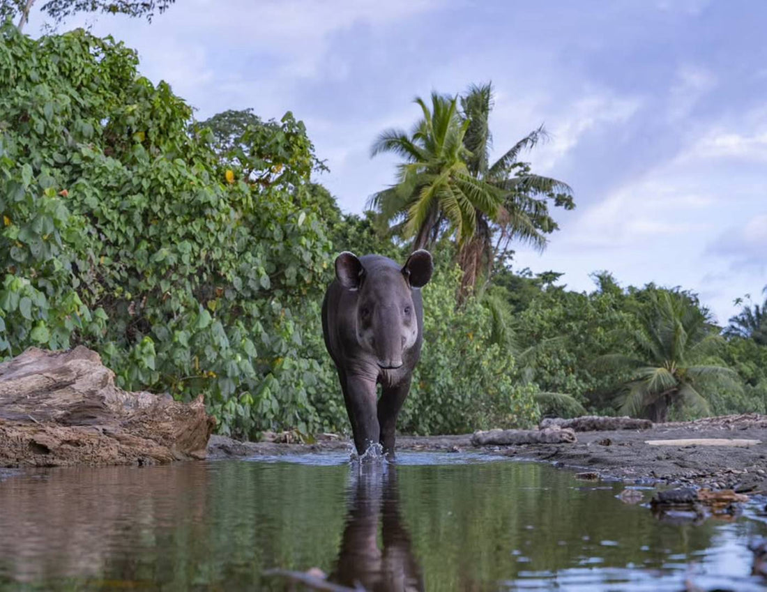 Danta caminando en la orilla de un río en la selva de Costa Rica, símbolo de los bosques tropicales y conocida como la jardinera del bosque.