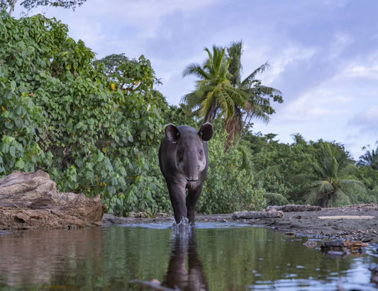 Danta caminando en la orilla de un río en la selva de Costa Rica, símbolo de los bosques tropicales y conocida como la jardinera del bosque.