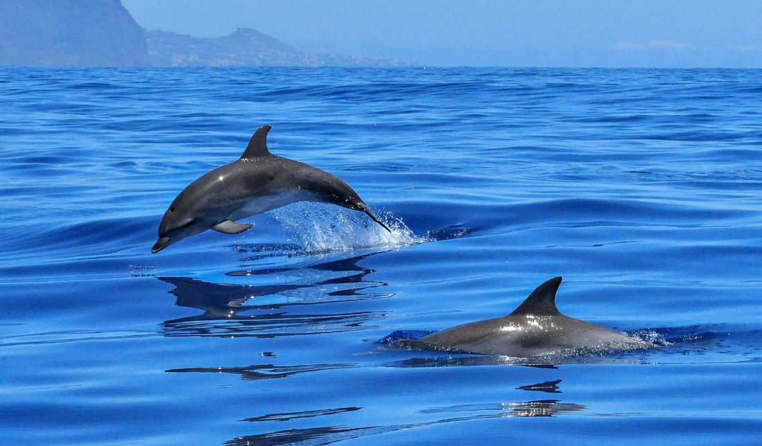 Día Mundial de los Océanos: Un llamado a explorar con intención