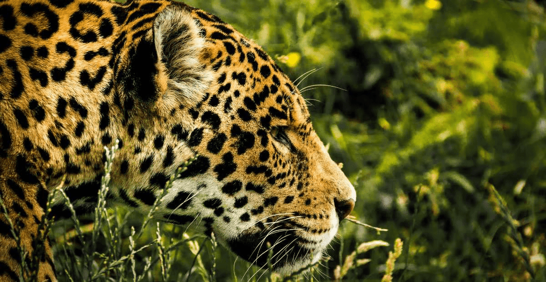 Foto de un Jaguar, uno de los seis felinos de costa rica
