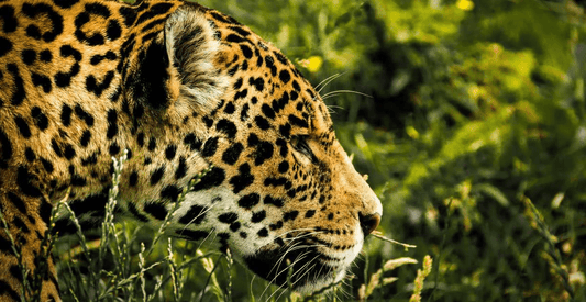 Foto de un Jaguar, uno de los seis felinos de costa rica