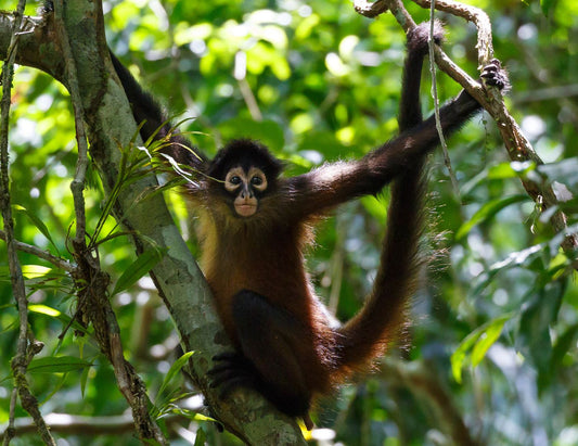 Foto de un Mono Araña, una de las 4 especies de monos de costa rica, en un árbol en costa rica.