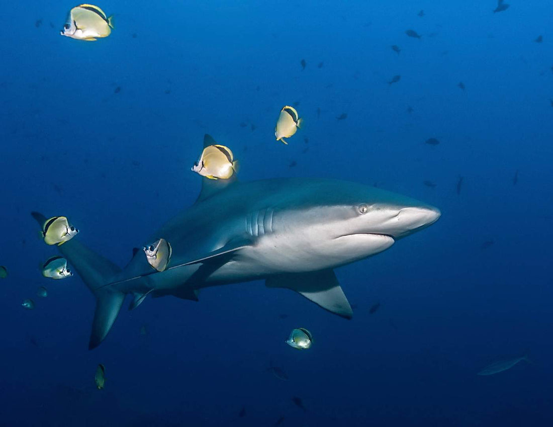 Especies de tiburones de arrecife: Cómo Identificarlos y Protegerlos