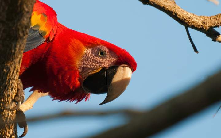 Parque Nacional Carara: Biodiversidad, Senderos y Fauna