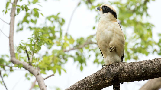 Palo Verde National Park - NAMUBAK