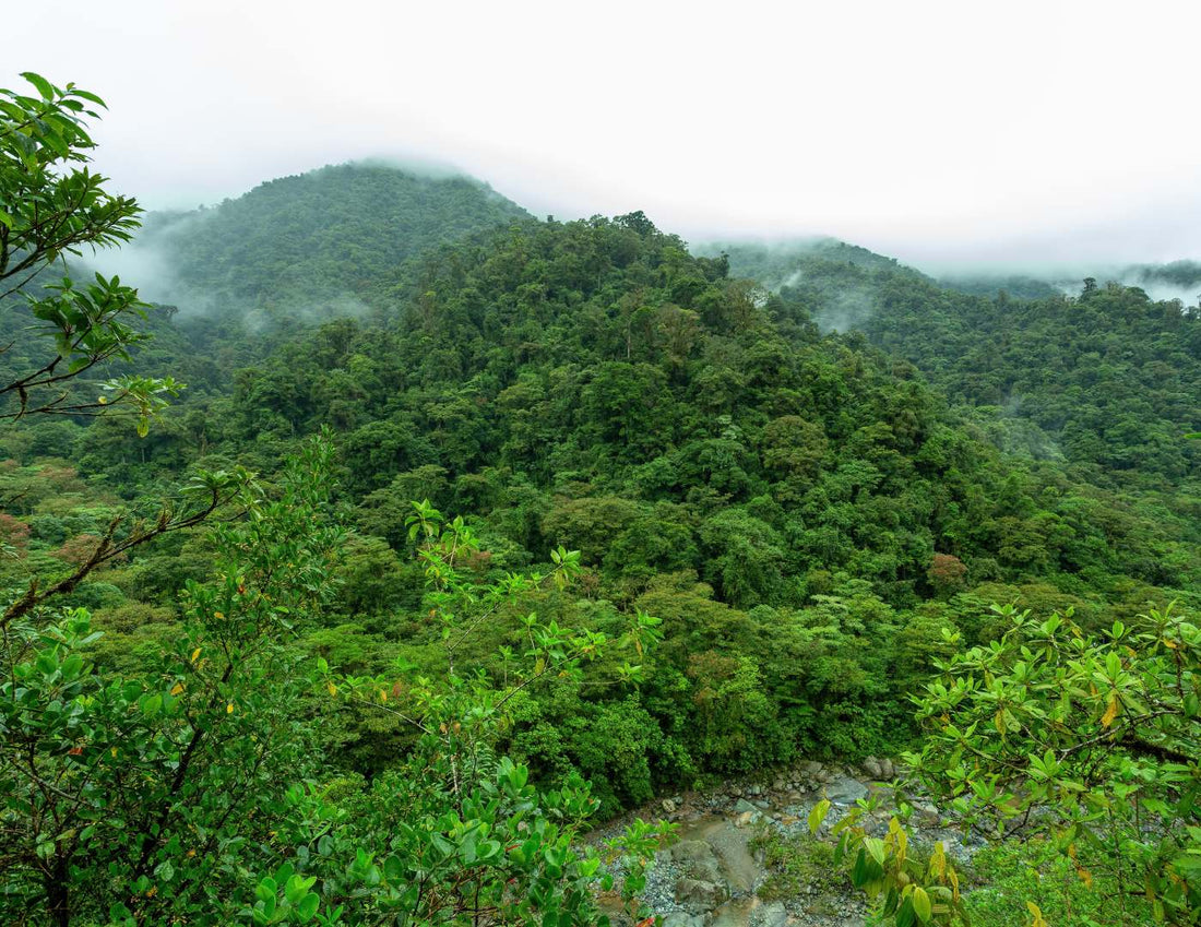 Parque Nacional Tapantí