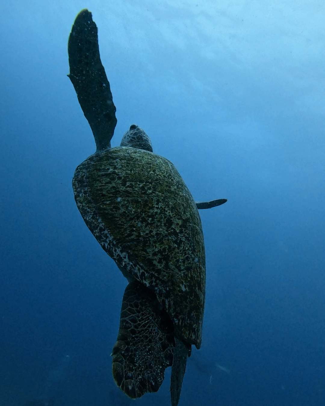 Curso de Buceo en Costa Rica | Certificación PADI Open Water