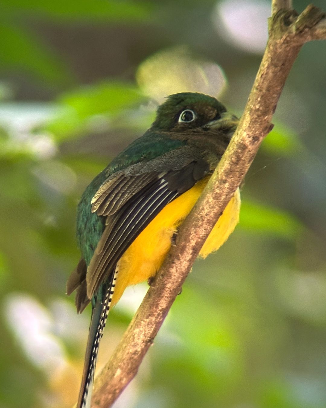 Experiencia Parque Nacional Carara