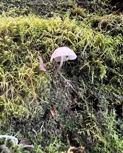 Experiencia al Parque Nacional Chirripó