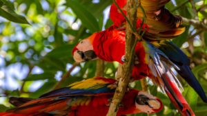 Ecoturismo en Costa Rica - Laps Rojas disfrutando de la naturaleza en Costa Rica