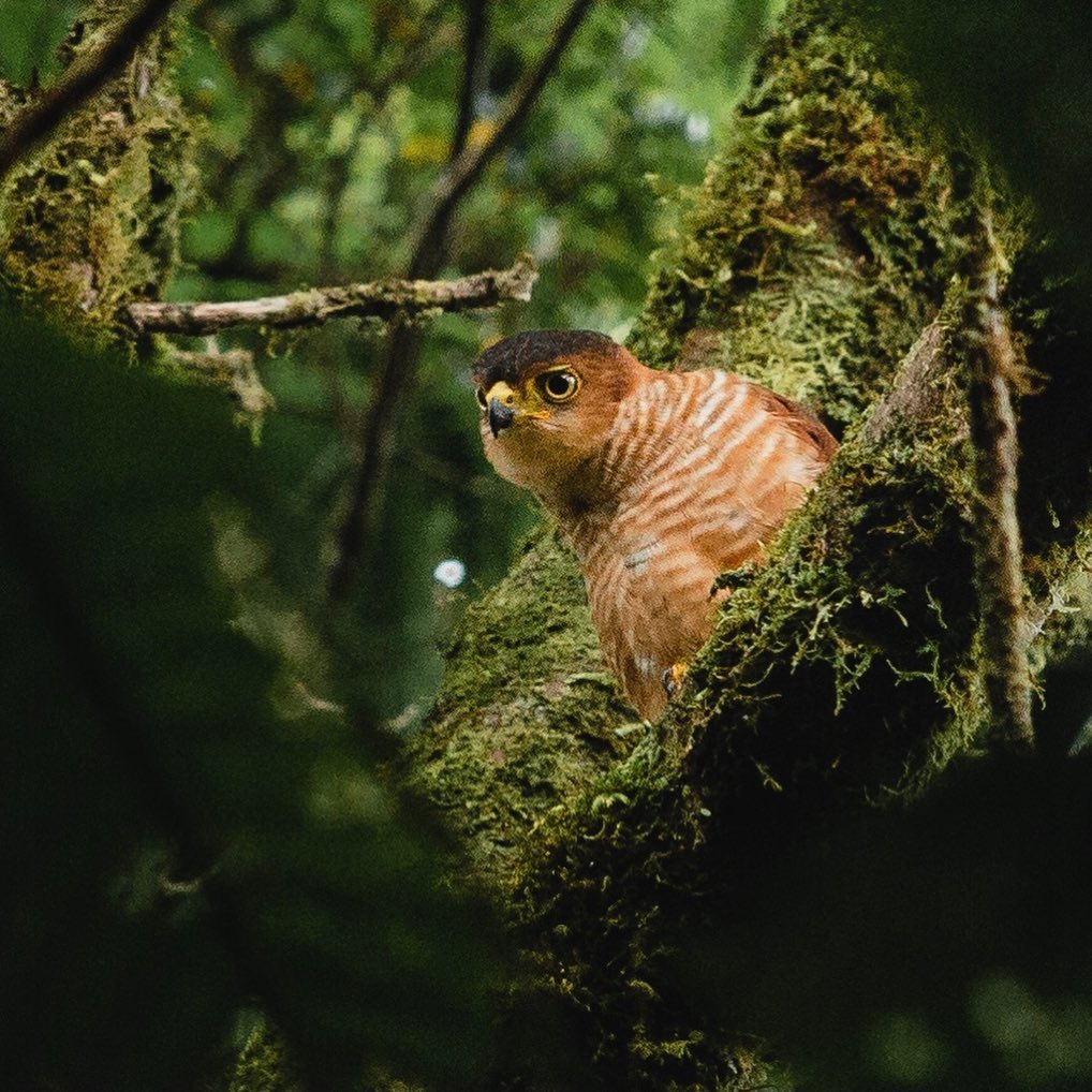 Ecoturismo en Costa Rica - Monteverde