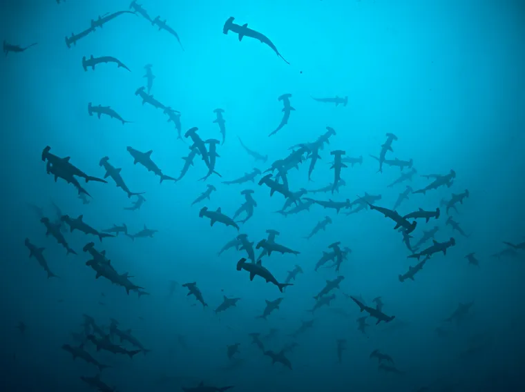 Foto de Tiburon y Tiburones nadando en grupo en la Isla del Coco.