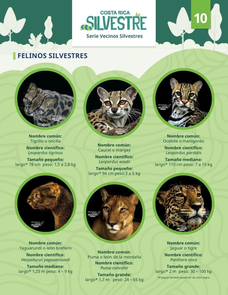 Infografia detallada de los seis felinos en Costa Rica