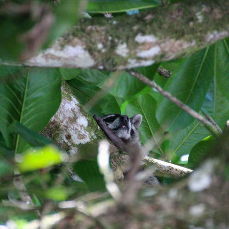 Parque Nacional Tortuguero – Costa Rica – Namubak (12)