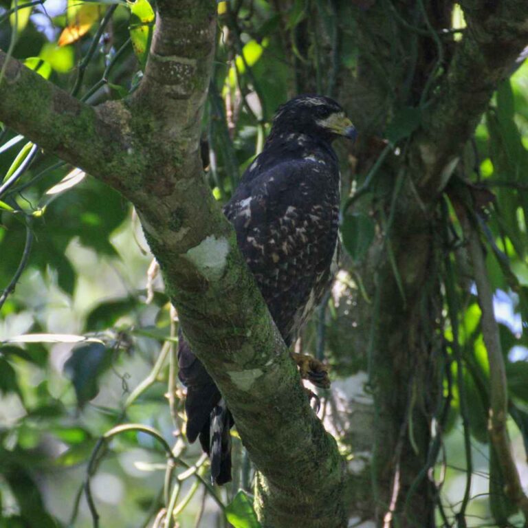 Parque Nacional Tortuguero – Costa Rica – Namubak (13)