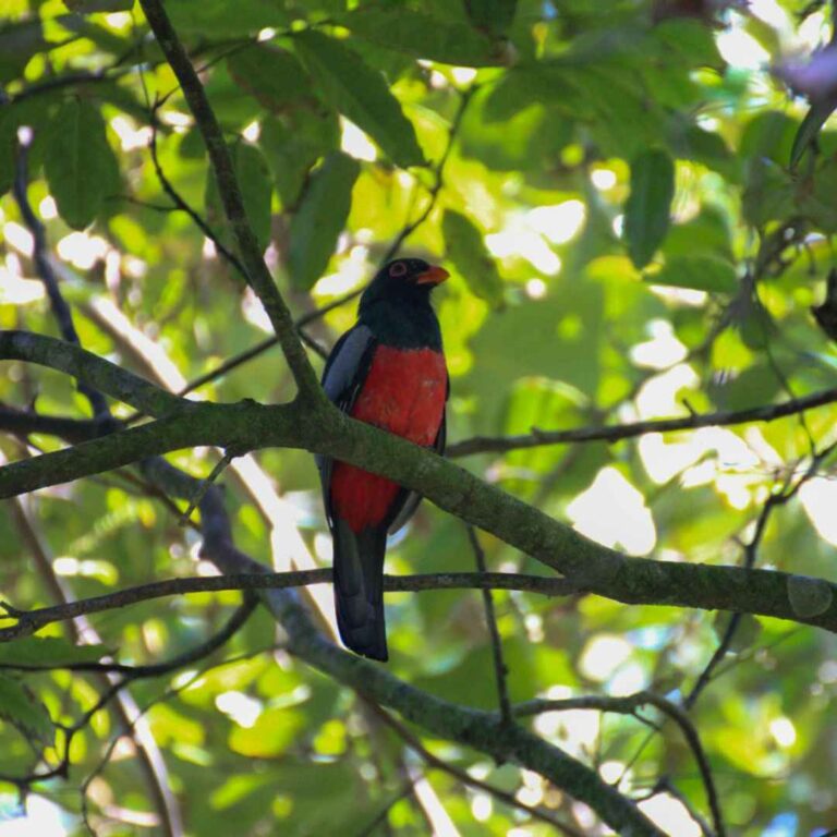 Parque Nacional Tortuguero – Costa Rica – Namubak (14)