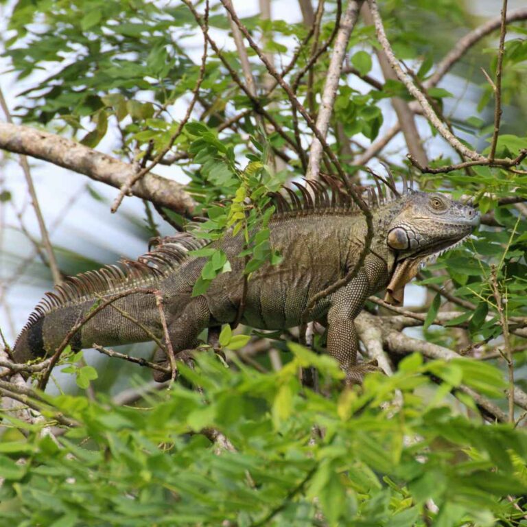 Parque Nacional Tortuguero – Costa Rica – Namubak (15)