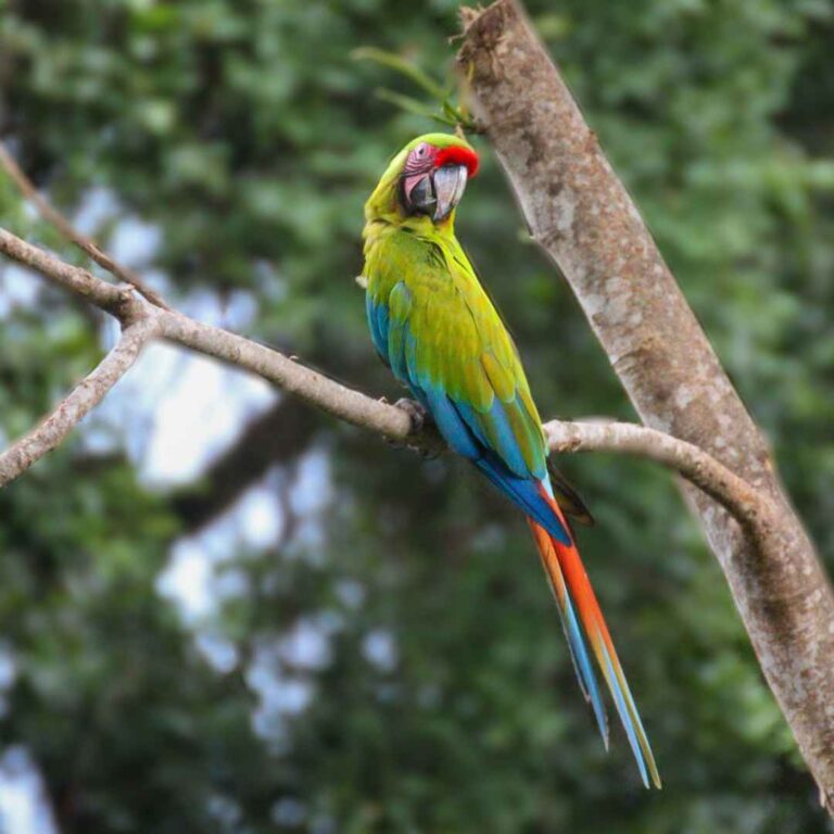 Parque Nacional Tortuguero – Costa Rica – Namubak (16)