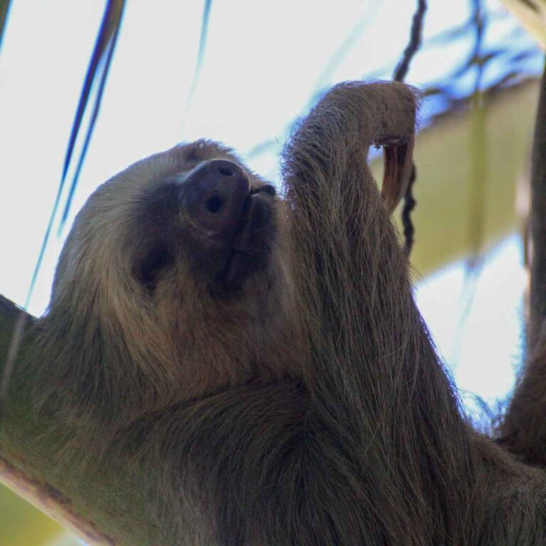 Parque Nacional Tortuguero – Costa Rica – Namubak (19)