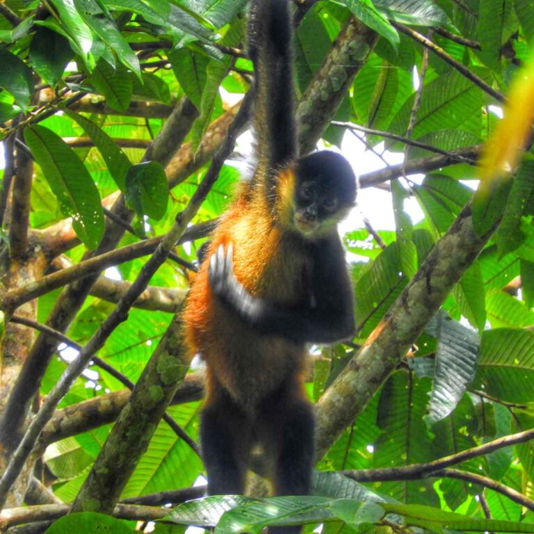 Parque Nacional Tortuguero – Costa Rica – Namubak (20)