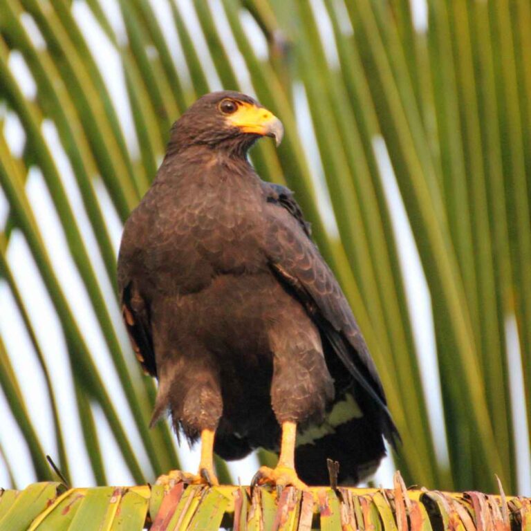 Parque Nacional Tortuguero – Costa Rica – Namubak (21)