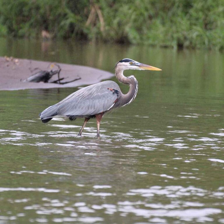 Parque Nacional Tortuguero – Costa Rica – Namubak (22)